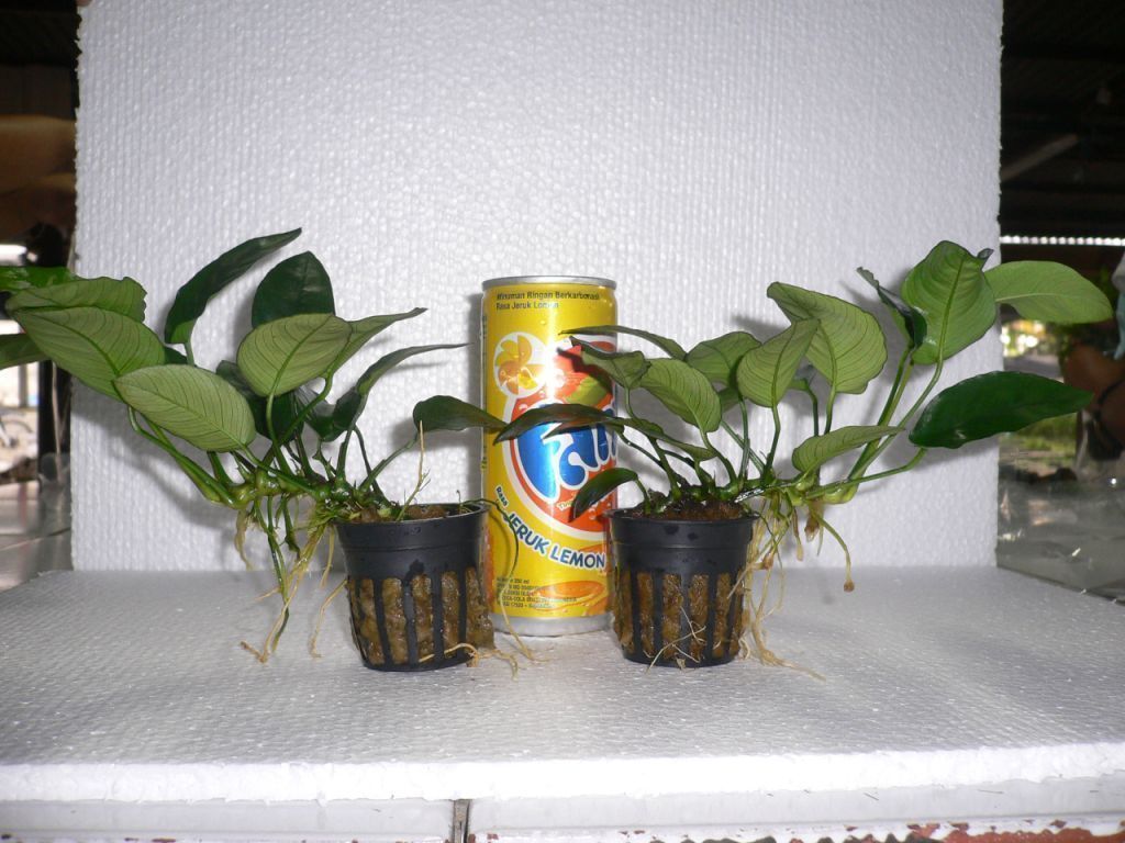 Anubias Nana potted plants