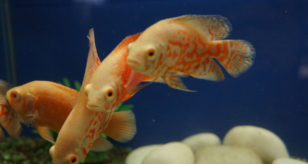 Cichlid